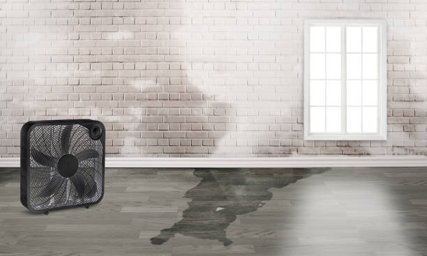 Best Carpet water damage restoration  in Little Walnut Village, NM
